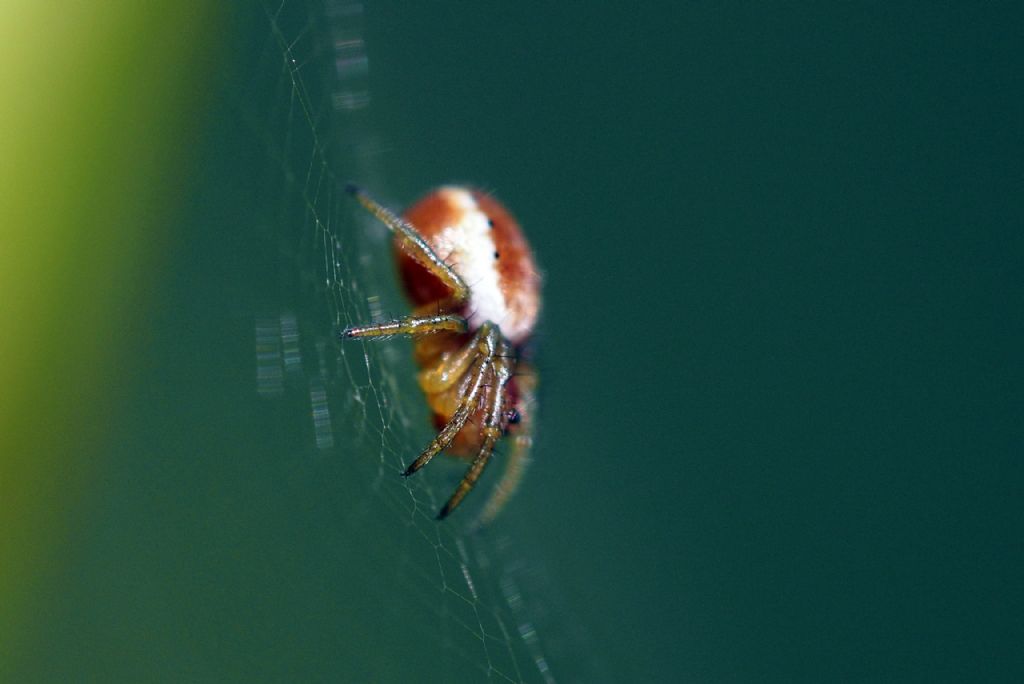 Araniella displicata (cfr.) - Villarbasse (TO)