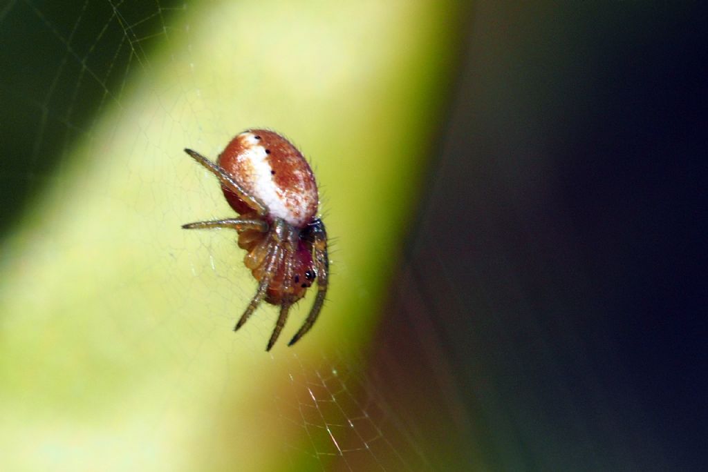 Araniella displicata (cfr.) - Villarbasse (TO)