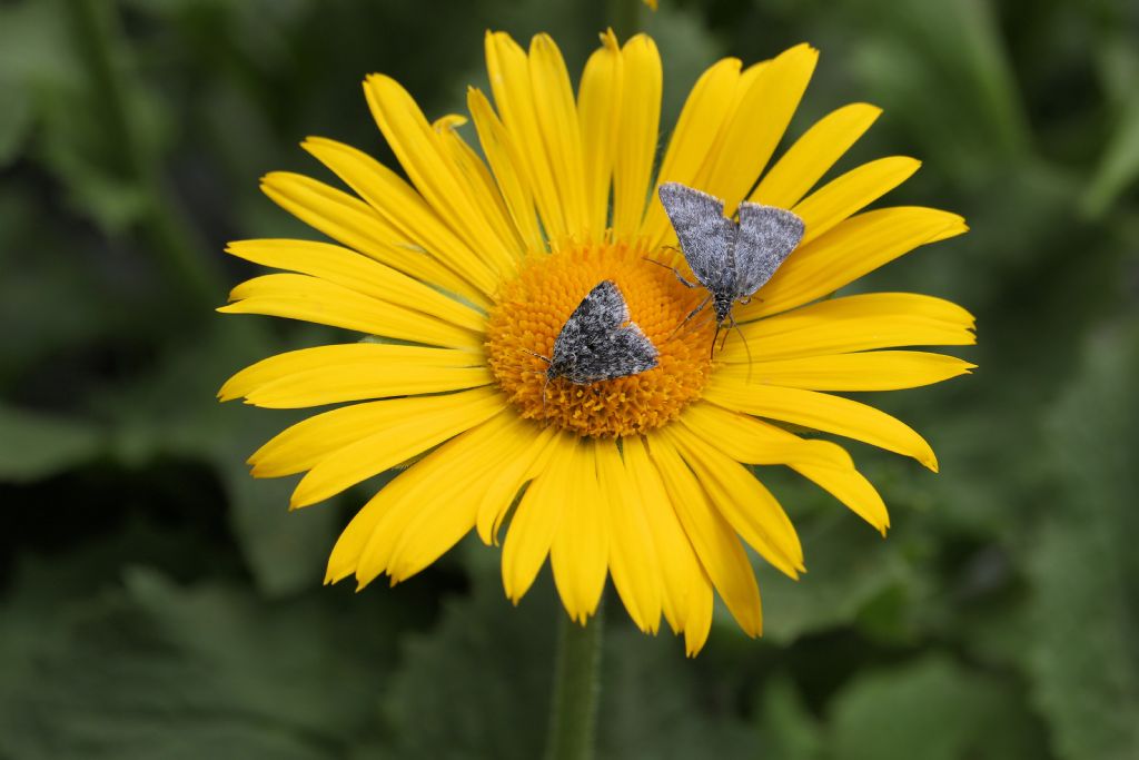 Farfalline strane: Crambidae:  Orenaia sp.