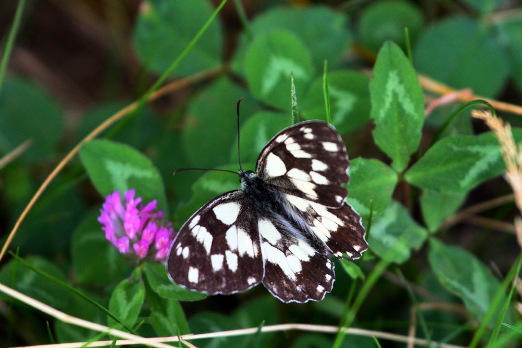 Melanargia da identificare: Melanargia galathea