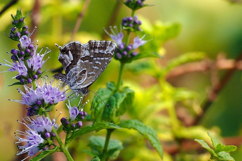 Lycaenidae: Cacyreus marshalli? S !