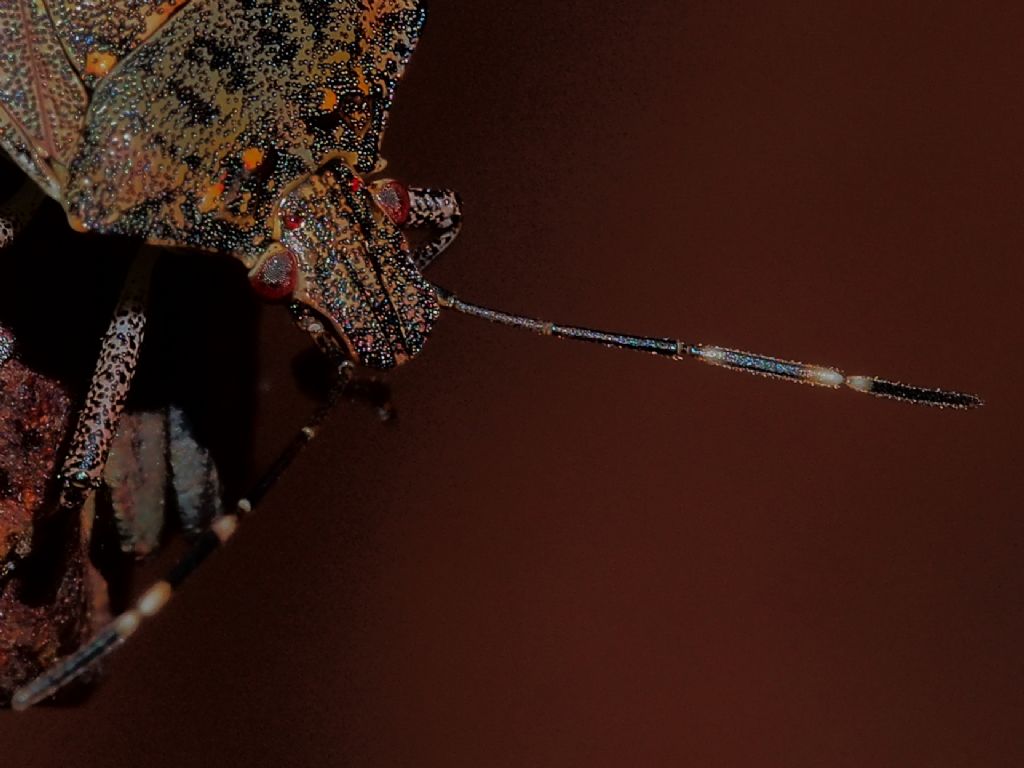 Occhi di cimice....Halyomorpha halys (Pentatomidae)