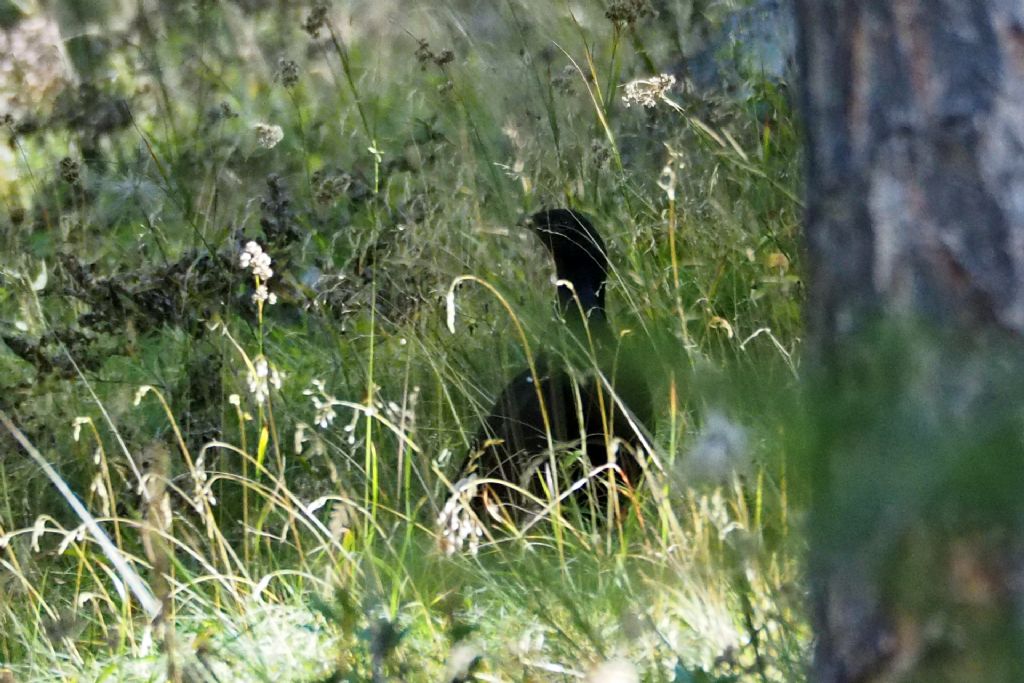 Gallo cedrone maschio''   No,  Fagiano di monte (Lyrurus tetrix)