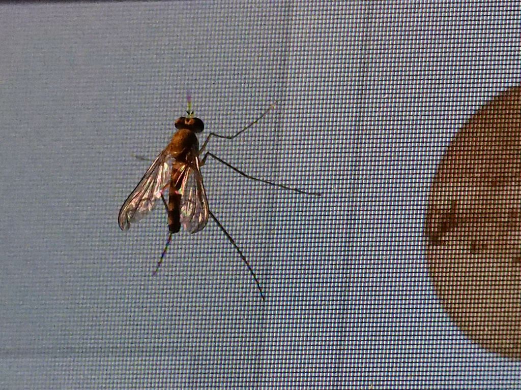 Chironomidae ? No, cfr. Sciapus sp. (Dolichopodidae)