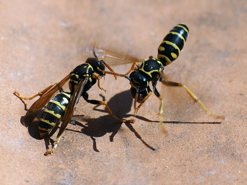 Polistes nimpha con leccornia