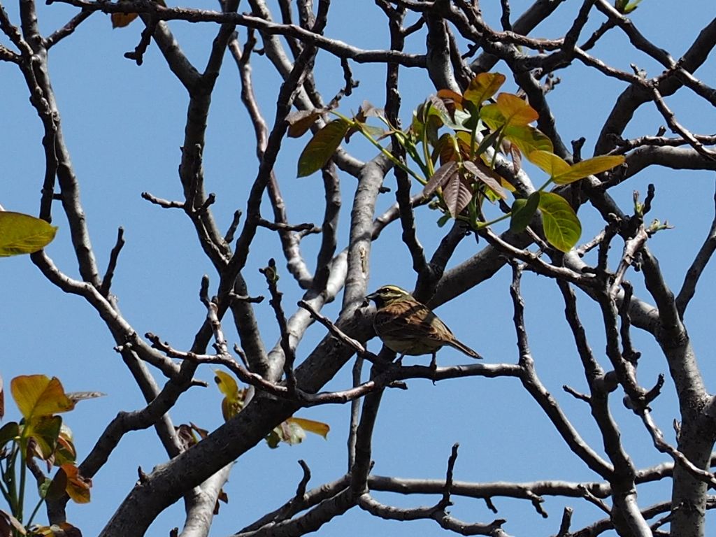 zigolo nero (Emberiza cirlus), maschio