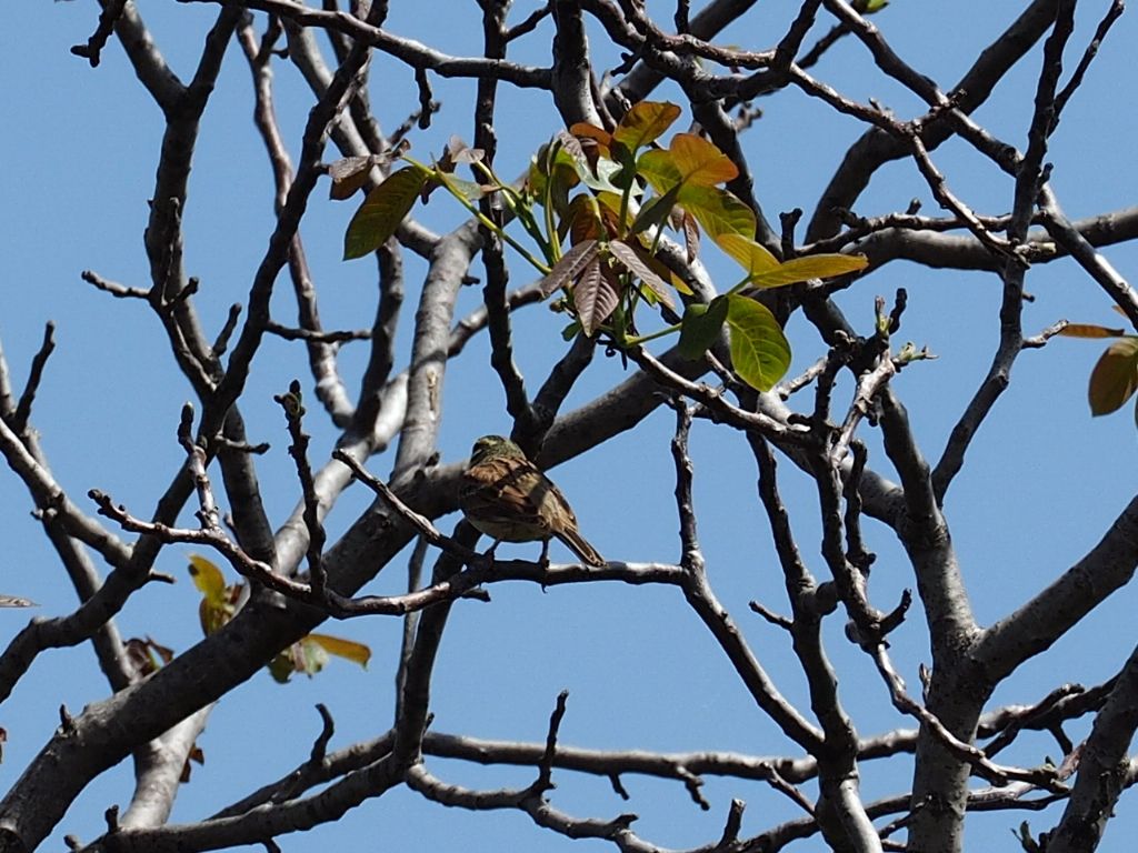 zigolo nero (Emberiza cirlus), maschio