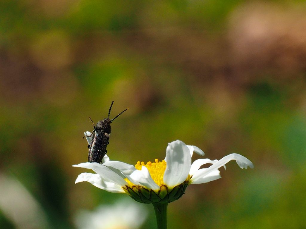 Elateridae: Cidnopus aff. pseudopilosus