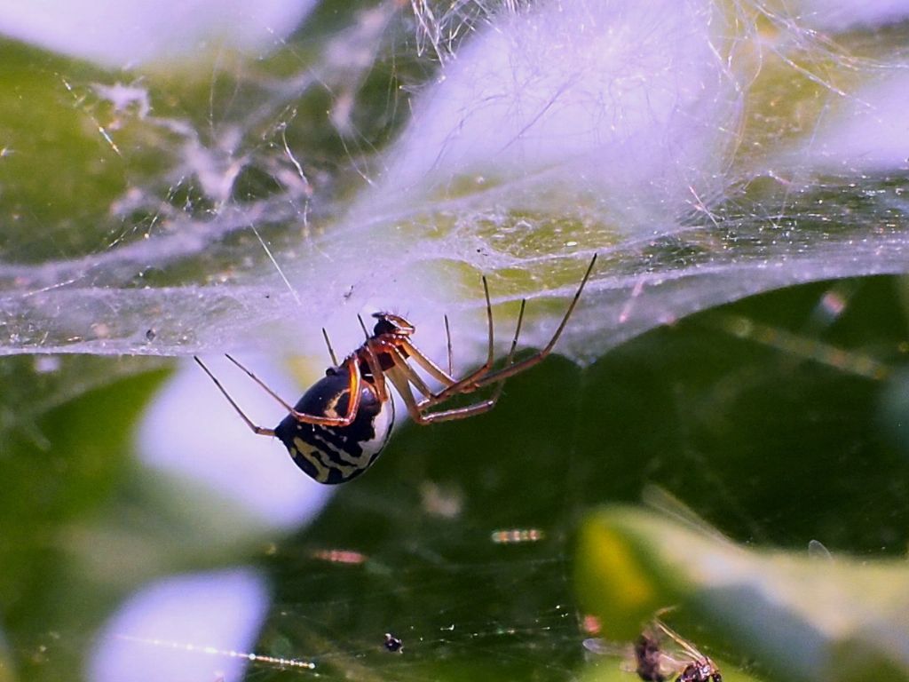 Frontinellina frutetorum? S - Villarbasse(TO)