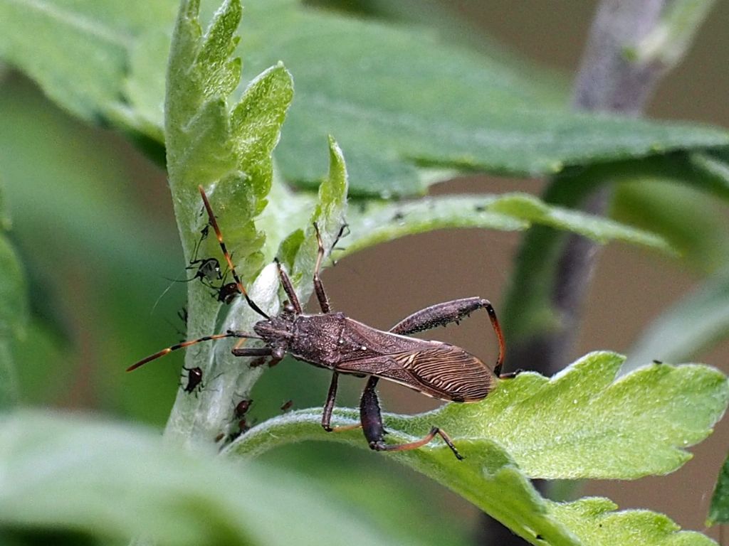 Alydidae: Camptopus lateralis