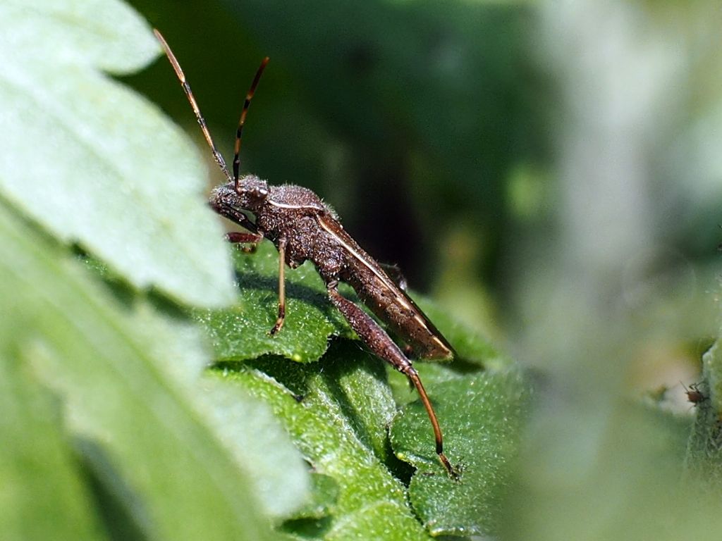 Alydidae: Camptopus lateralis