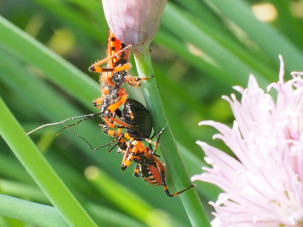 Reduviidae: Sphedanolestees cingulatus?  No, Rhynocoris iracundus/rubricus