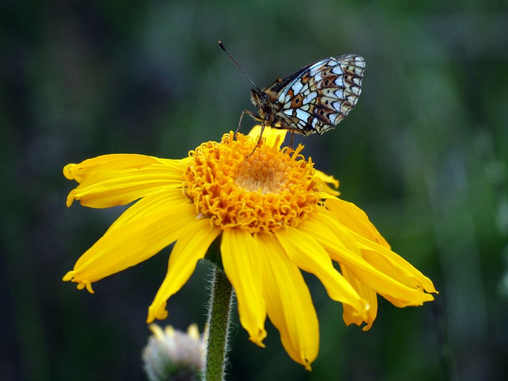 Melitaea?  No, Boloria selene