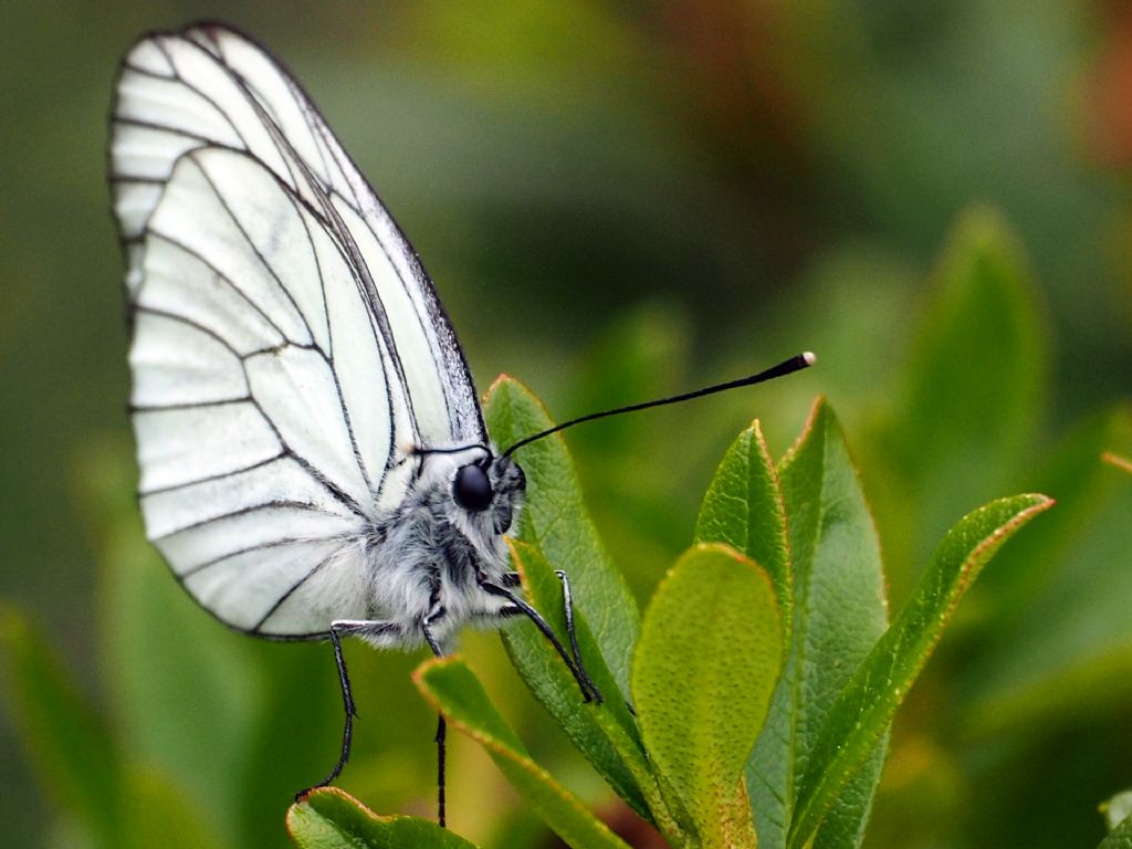 Aporia crataegi? S !