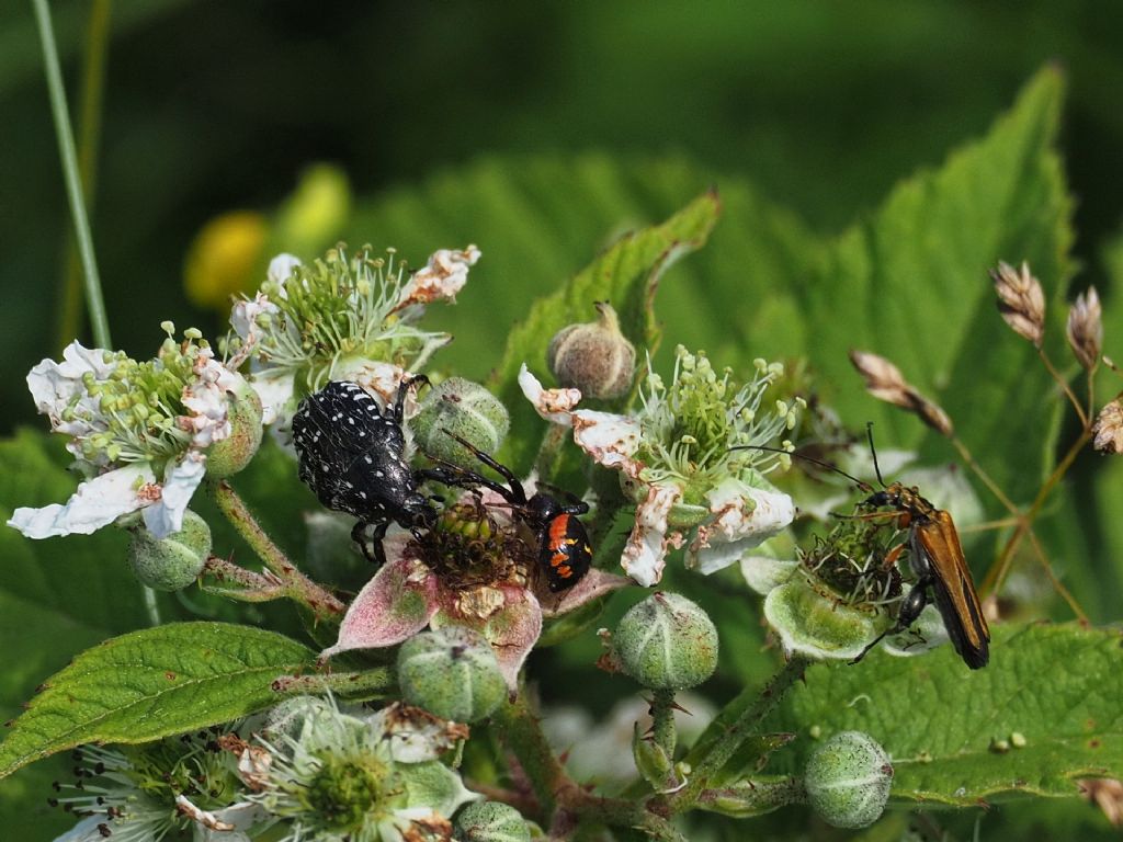 Cerambicide?  No, Oedemeridae, maschio di Oedemera podagrariae