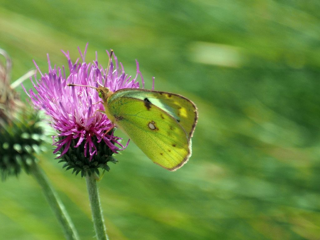 Pieridae da ID