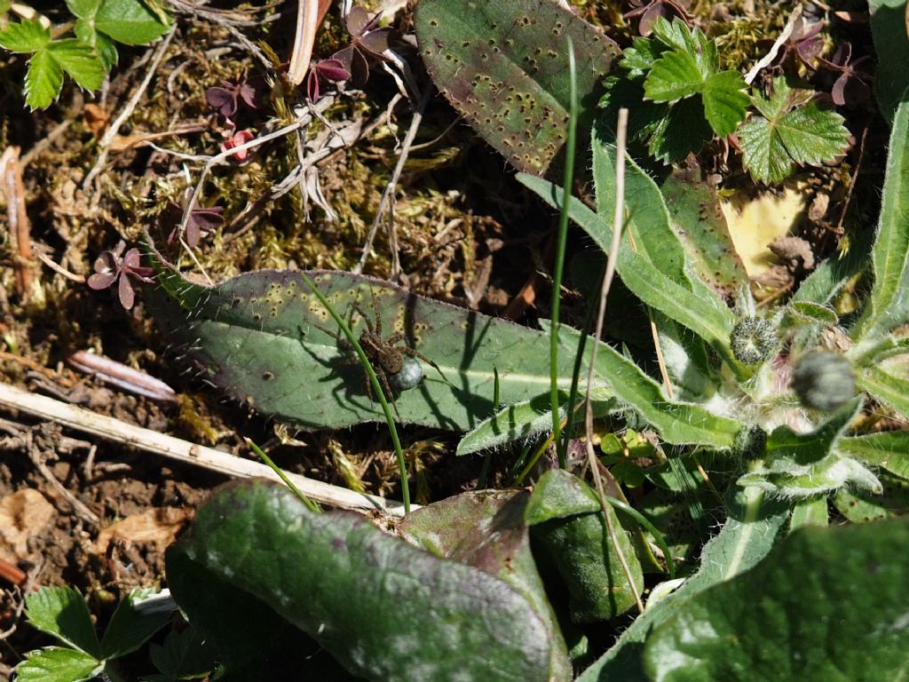 Pardosa cfr. hortensis - Villarbasse (TO)