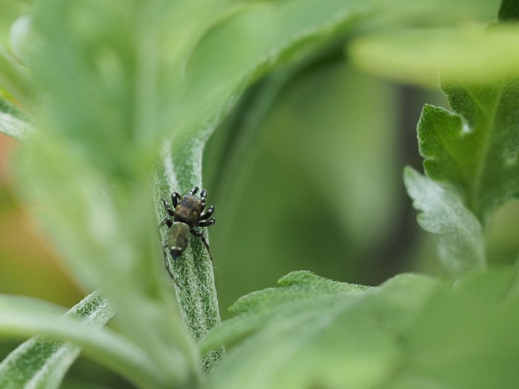 Salticidae: Heliophanus tribulosus, maschio - Villarbasse (TO)