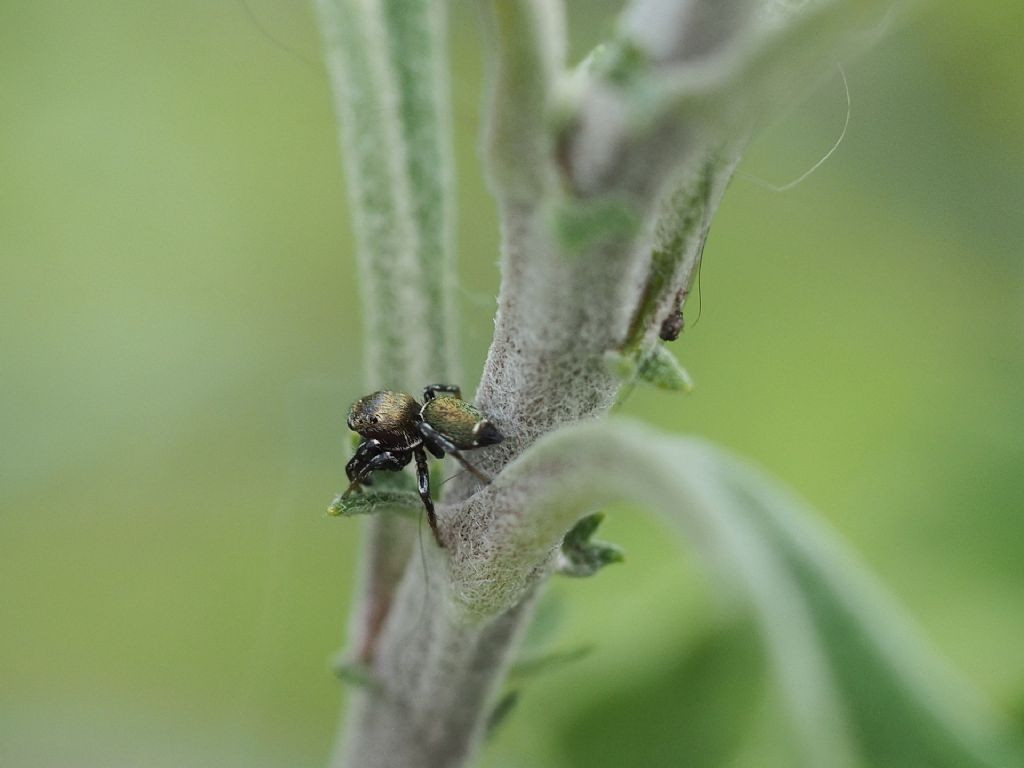 Salticidae: Heliophanus tribulosus, maschio - Villarbasse (TO)