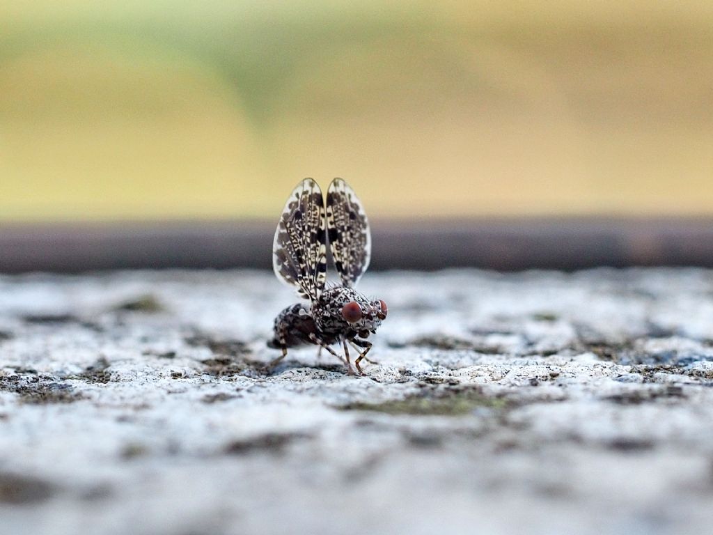 Callopistromyia annulipes (Macquart, 1855) - Ulidiidae