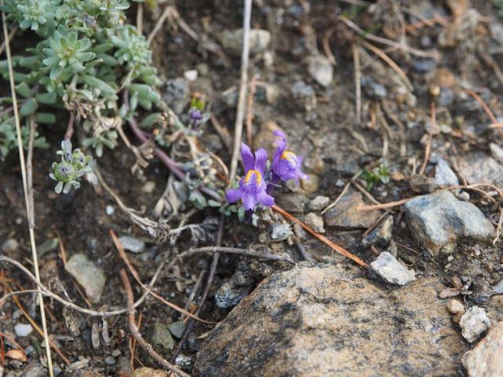 Linaria alpina