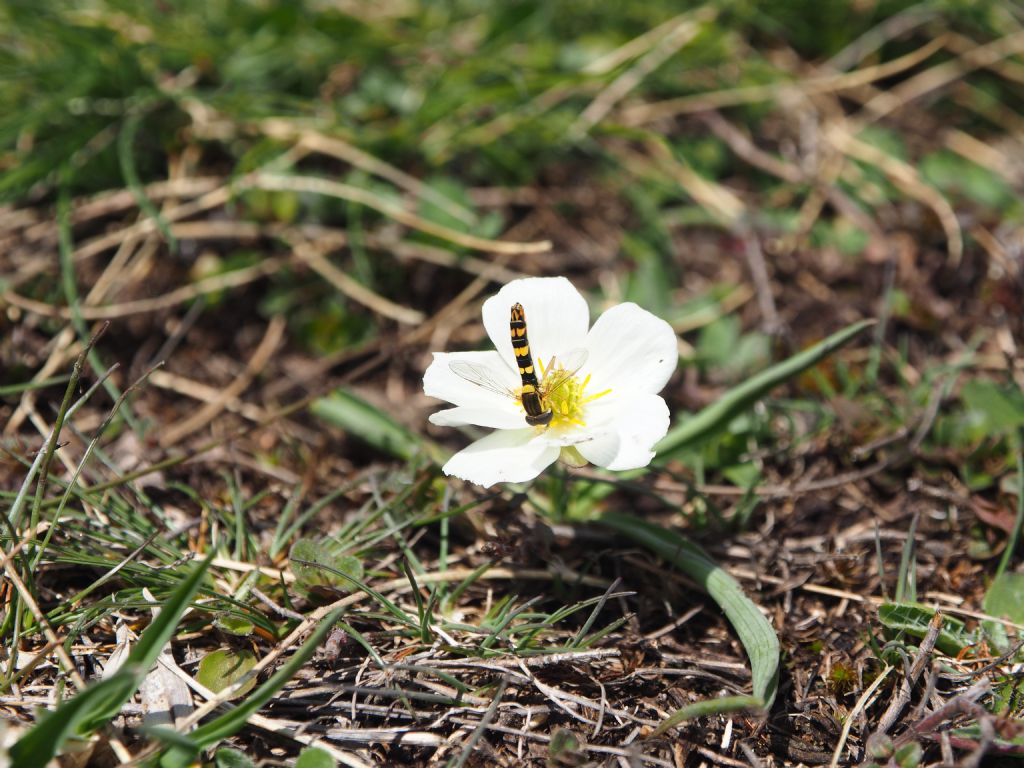 Sirfide montano da ID