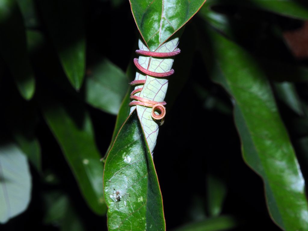 Astuccio di foglia di passiflora: chi l''ha creato?