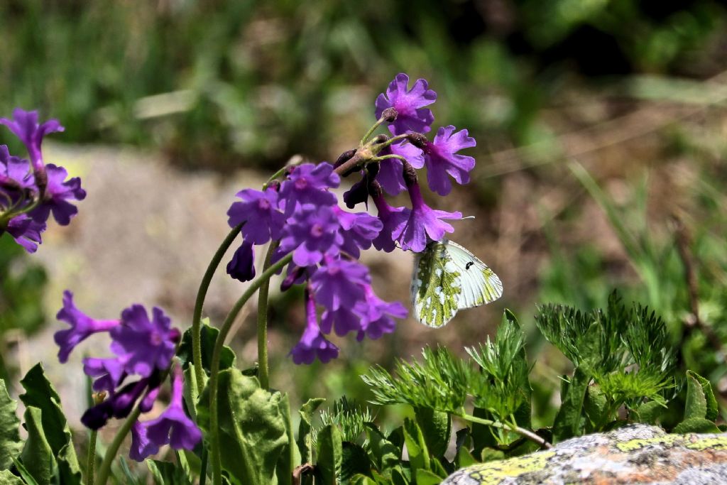 Farfalla con mimetismo foliare