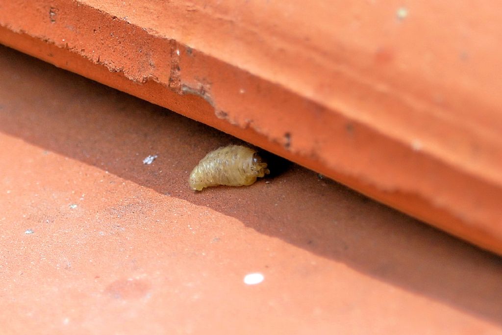 Larva in zona Polistes e salticidi