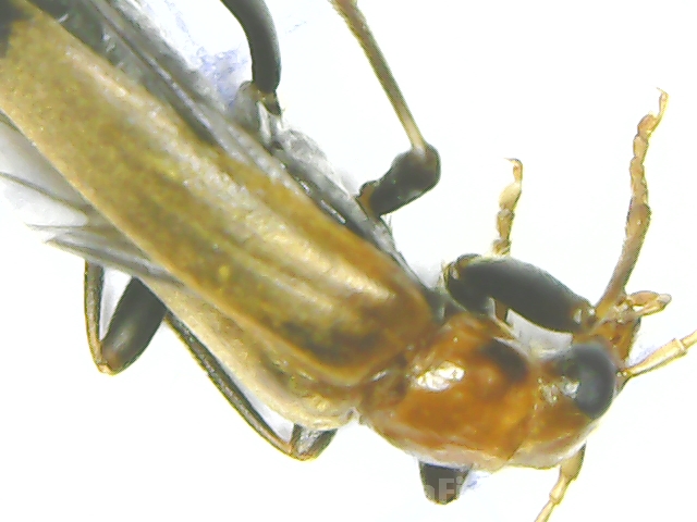 Oedemeridae: Nacerdes melanura