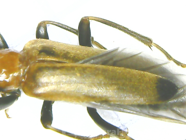 Oedemeridae: Nacerdes melanura