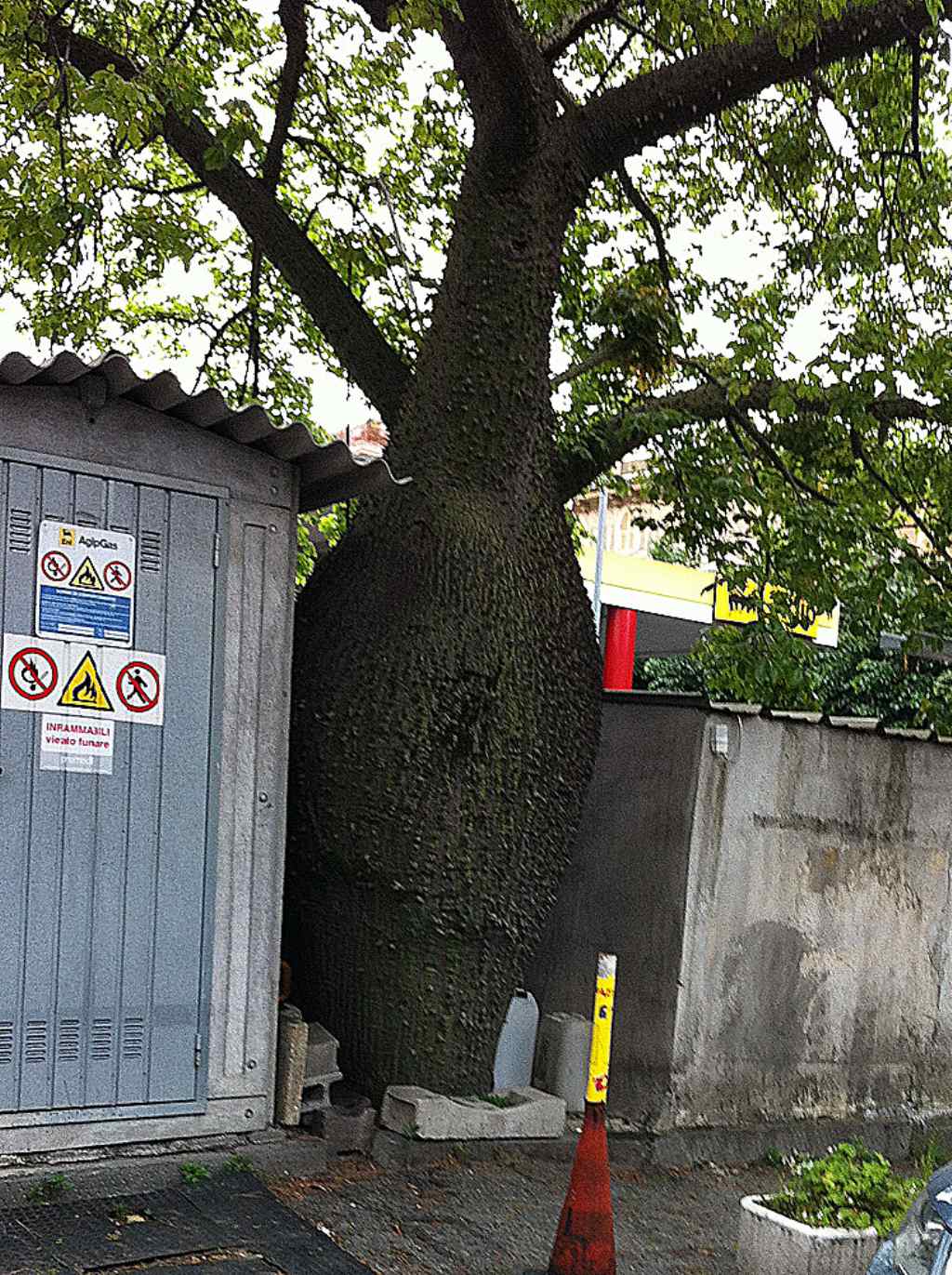 Presumo albero tropicale - Ceiba speciosa