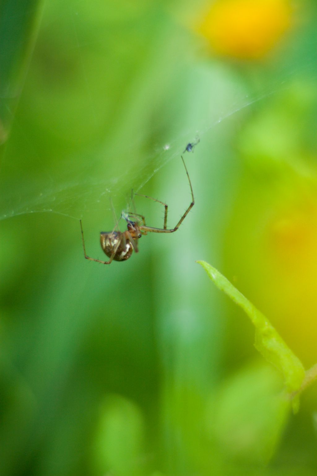 Linyphia quale?  Linyphia triangularis - prov. RN