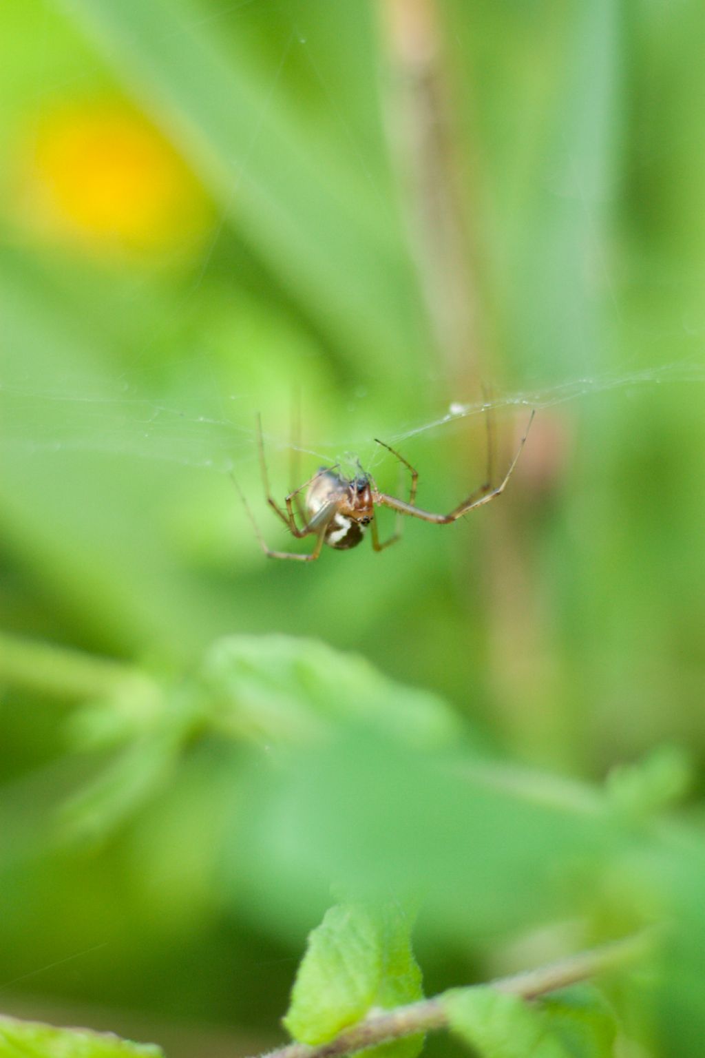 Linyphia quale?  Linyphia triangularis - prov. RN