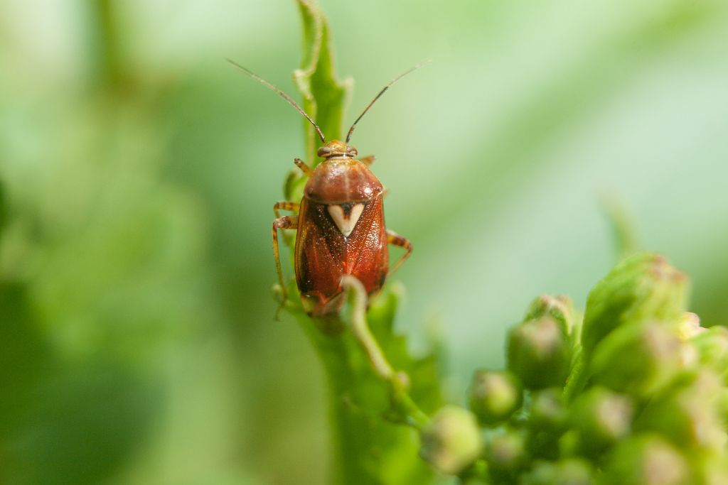 Miridae: quale Lygus?...  Lygus sp.