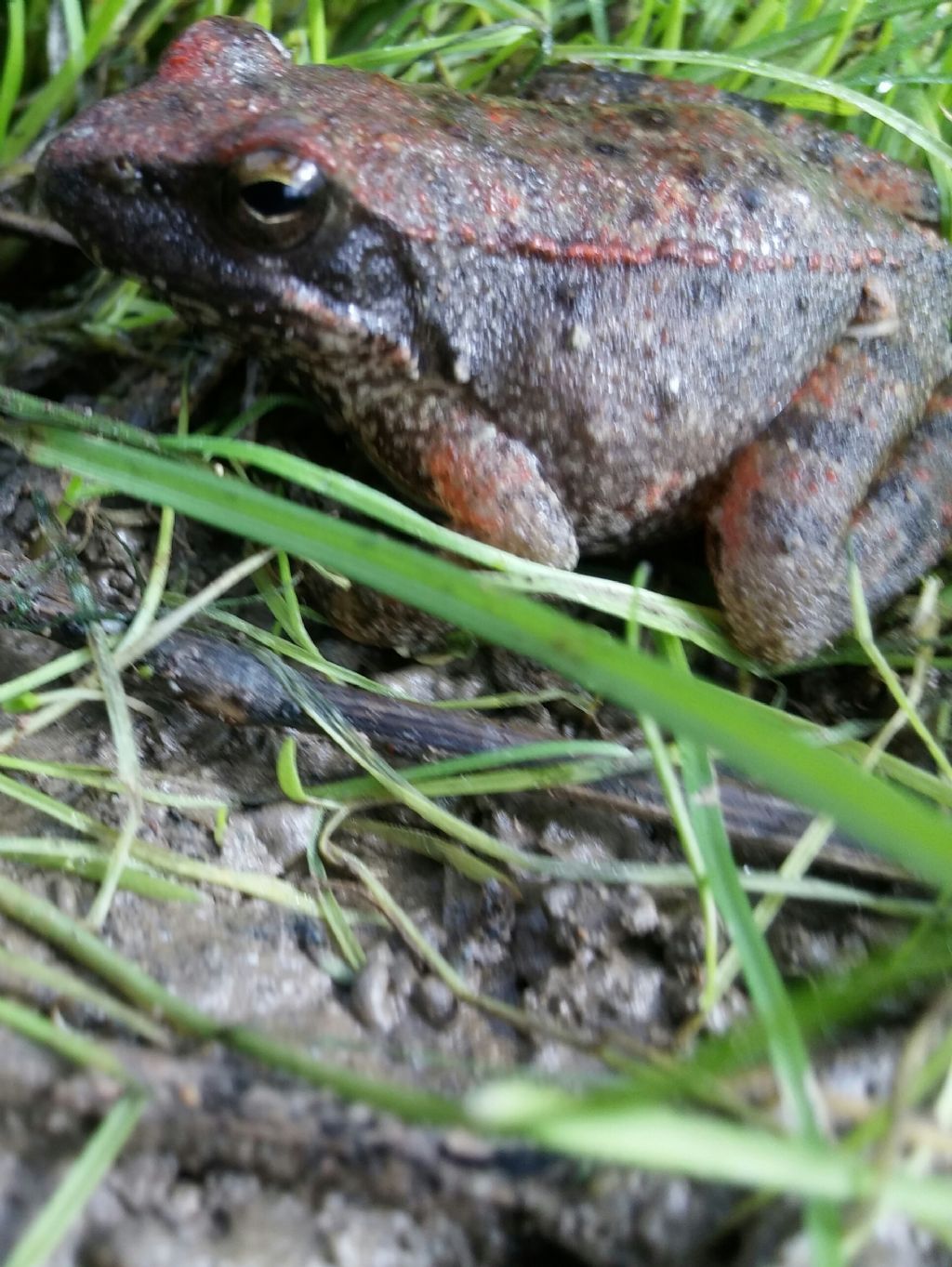 Rana da identificare - Rana italica