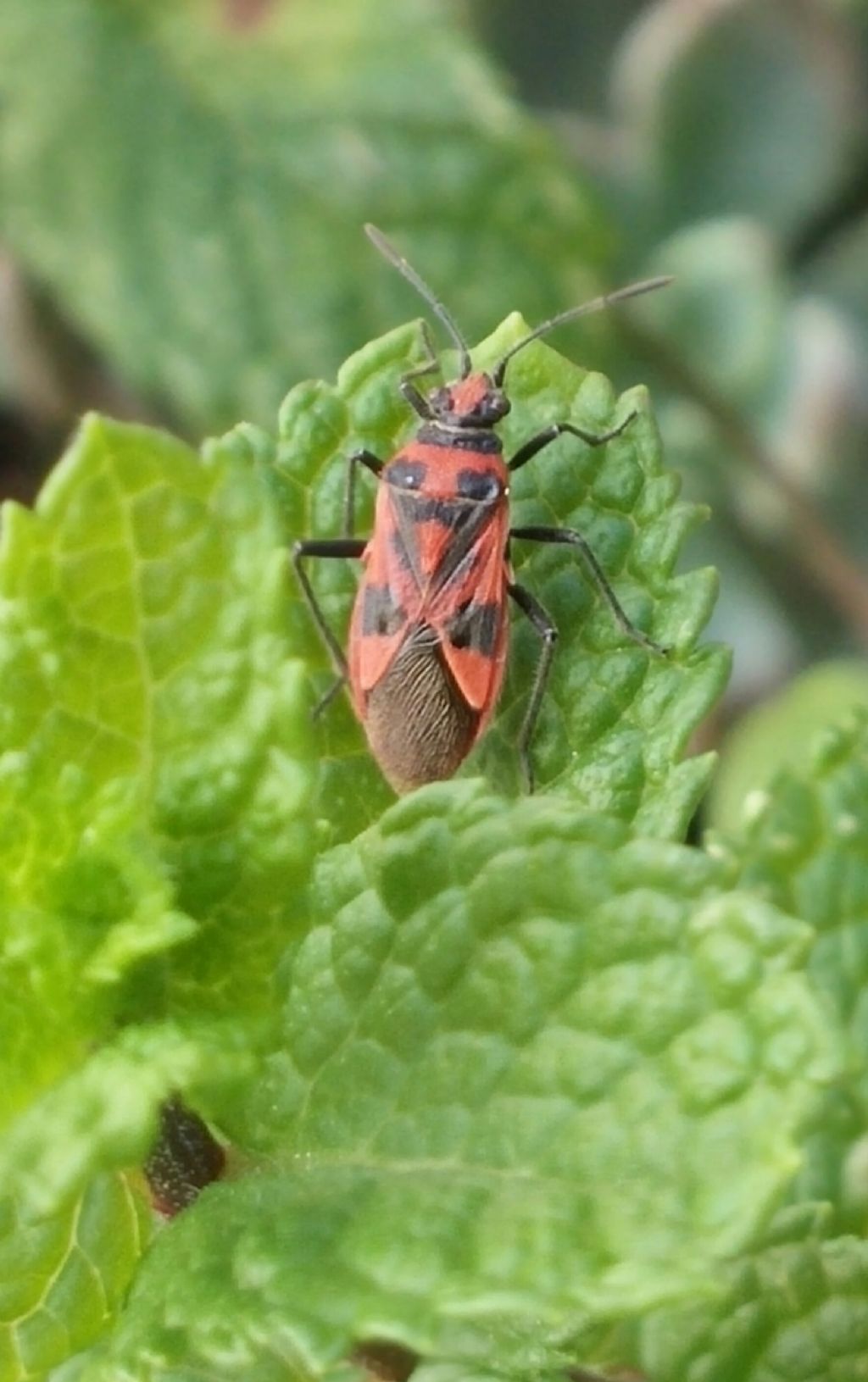 Rhopalidae: Corizus hyoscyami