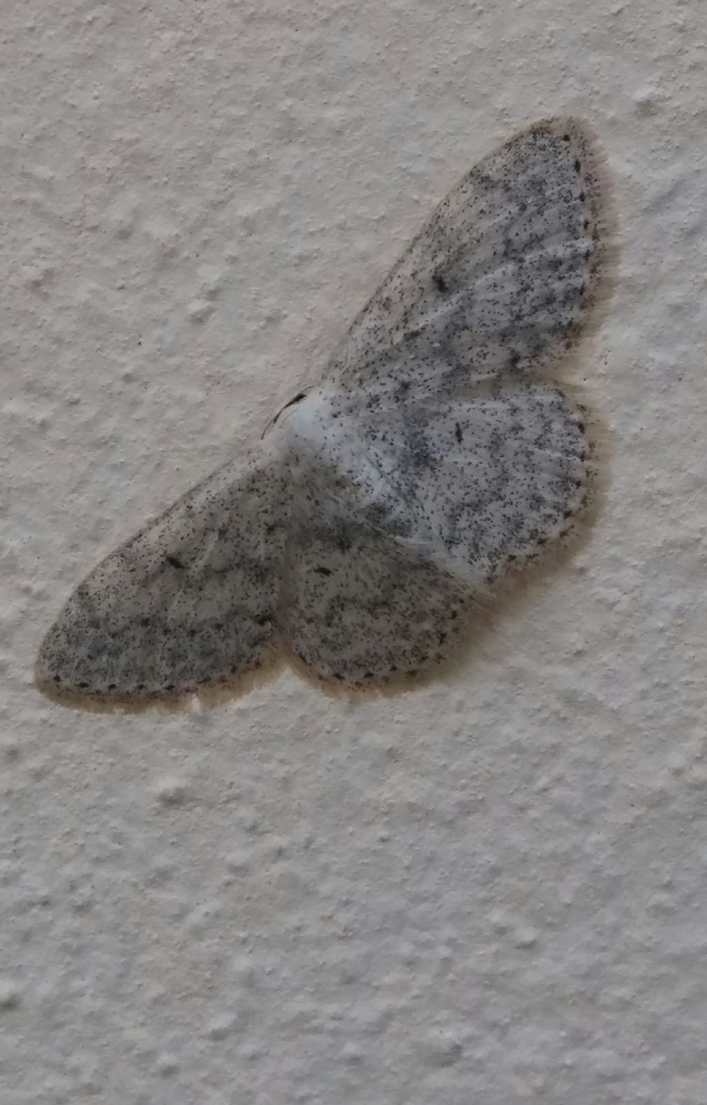 Idaea sp.- No, Scopula (Calothysanis) marginepunctata, Geometridae