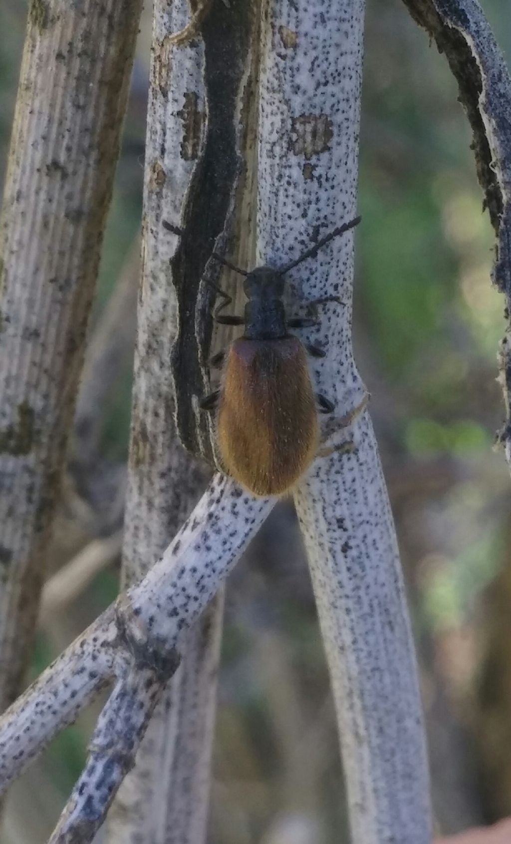 Tenebrionidae: Lagria hirta