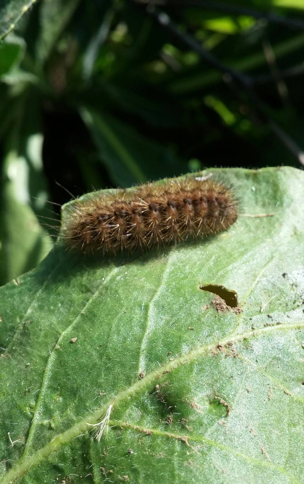 Bruco peloso - Erebidae Arctiinae, cfr. Phragmatobia fuliginosa