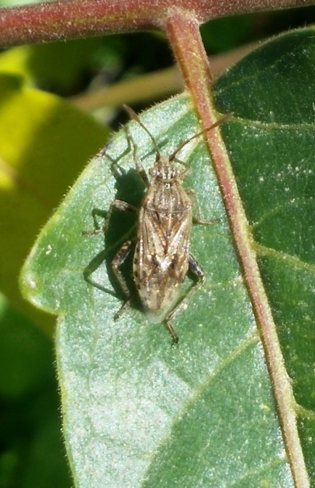 Rhopalidae: Stictopleurus pictus