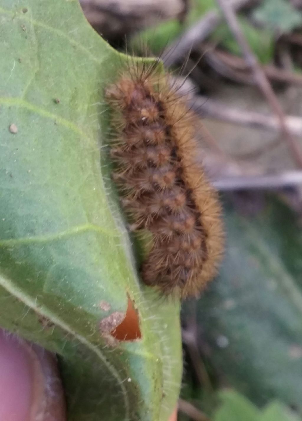 Bruco peloso - Erebidae Arctiinae, cfr. Phragmatobia fuliginosa