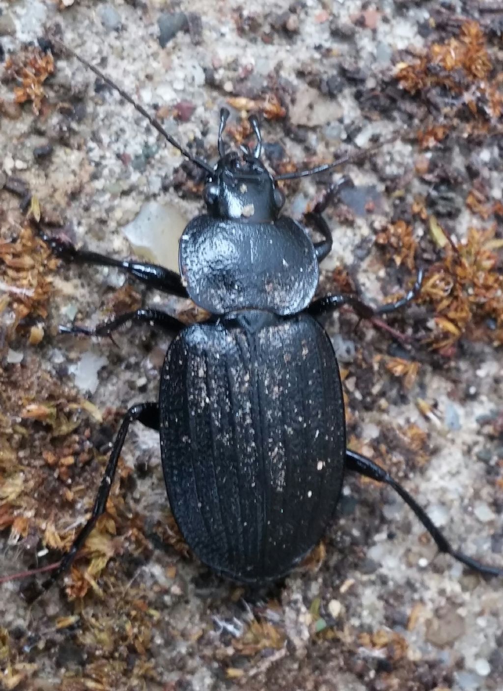 Carabidae da determinare:  Licinus silphoides