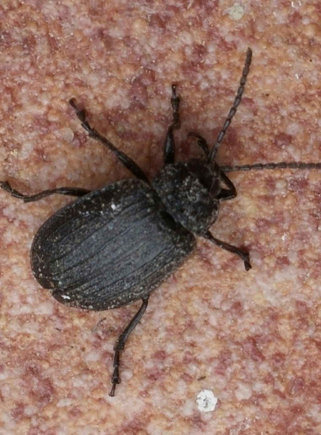 Tenebrionidae?    No, Chrysomelidae: Galeruca sp.