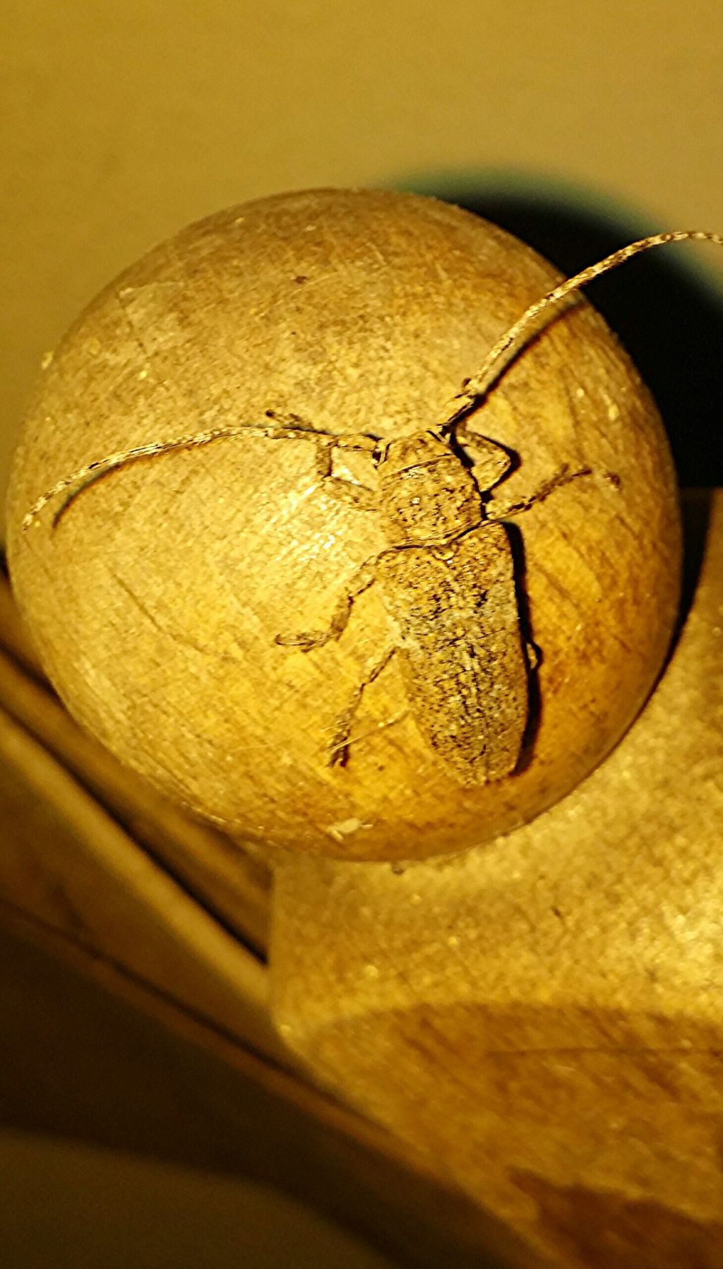 Cerambycidae:  Niphona picticornis