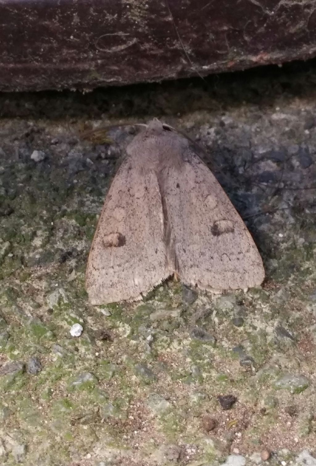 Falena da identificare - Xestia castanea, Noctuidae