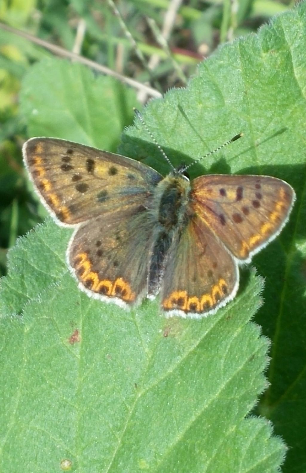 Lycaenidae da identificare - Lycaena tityrus