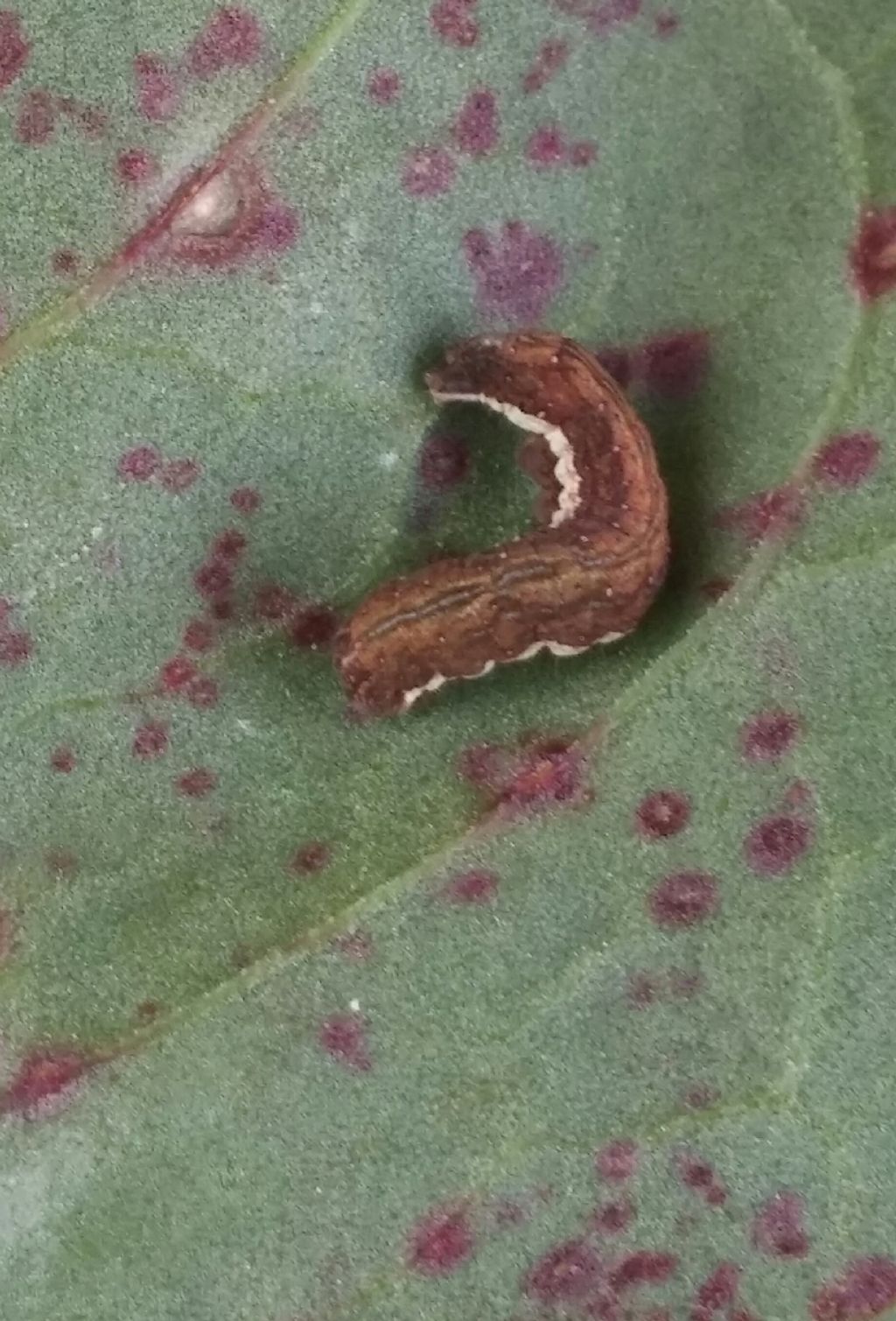 Bruco da identificare - Dypterygia scabriuscula, Noctuidae