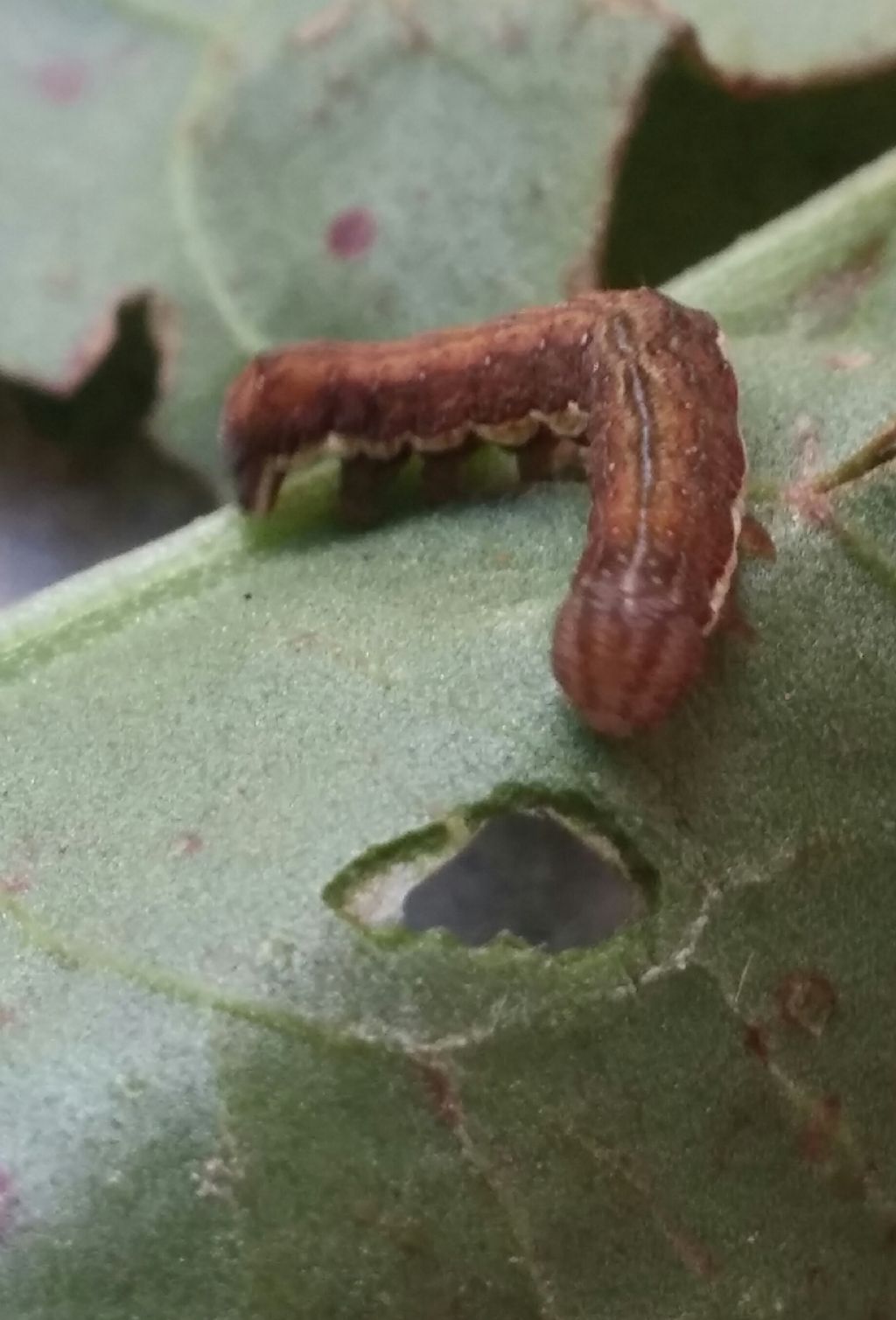 Bruco da identificare - Dypterygia scabriuscula, Noctuidae