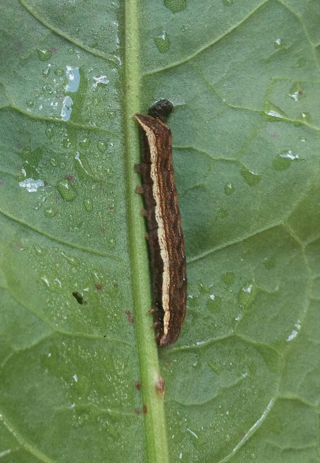 Bruco da identificare - Dypterygia scabriuscula, Noctuidae